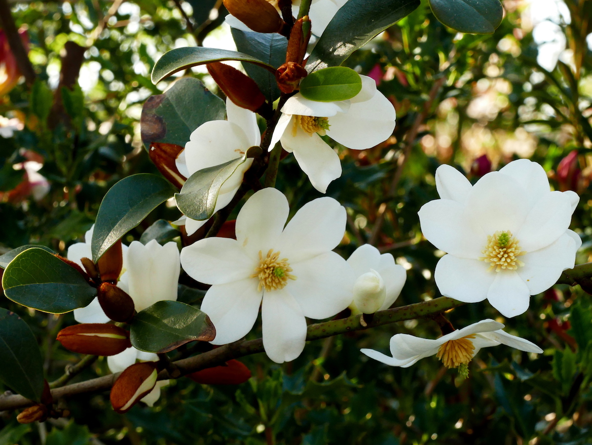 laevifolia Velvet & Cream